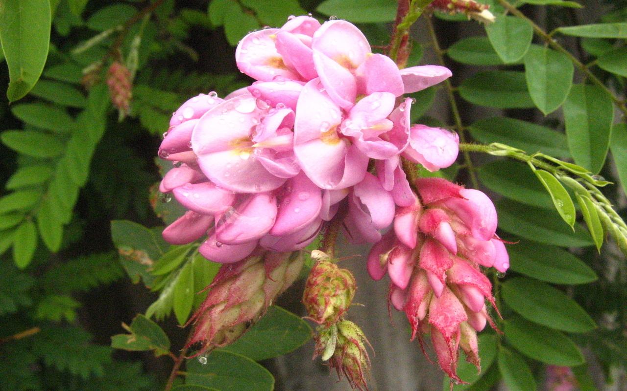 обои Летние розовые цветы фото