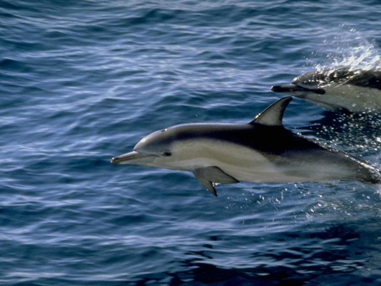 обои Дельфины плавают наперегонки фото