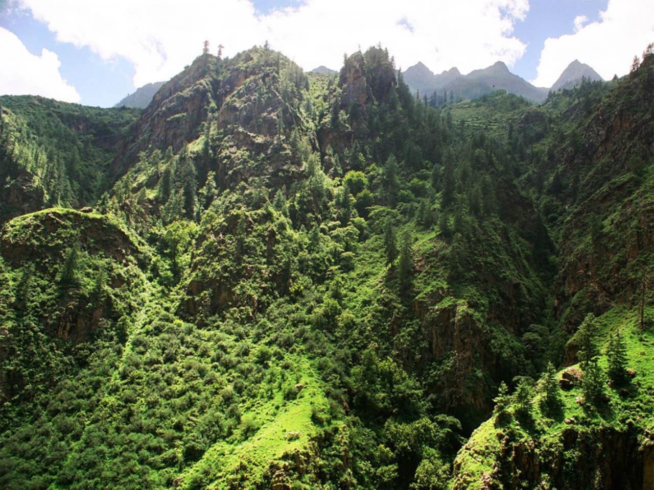 обои Зеленый бархат Гималай фото