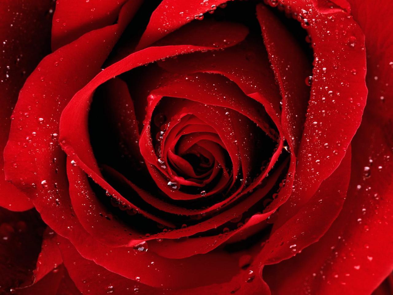 Обои для рабочего стола Красная роза на весь экран в росе фото - Раздел  обоев: Цветы