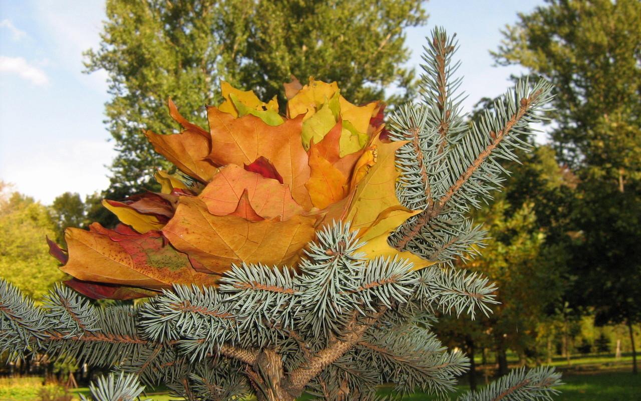 обои Осенние листья на ёлке фото