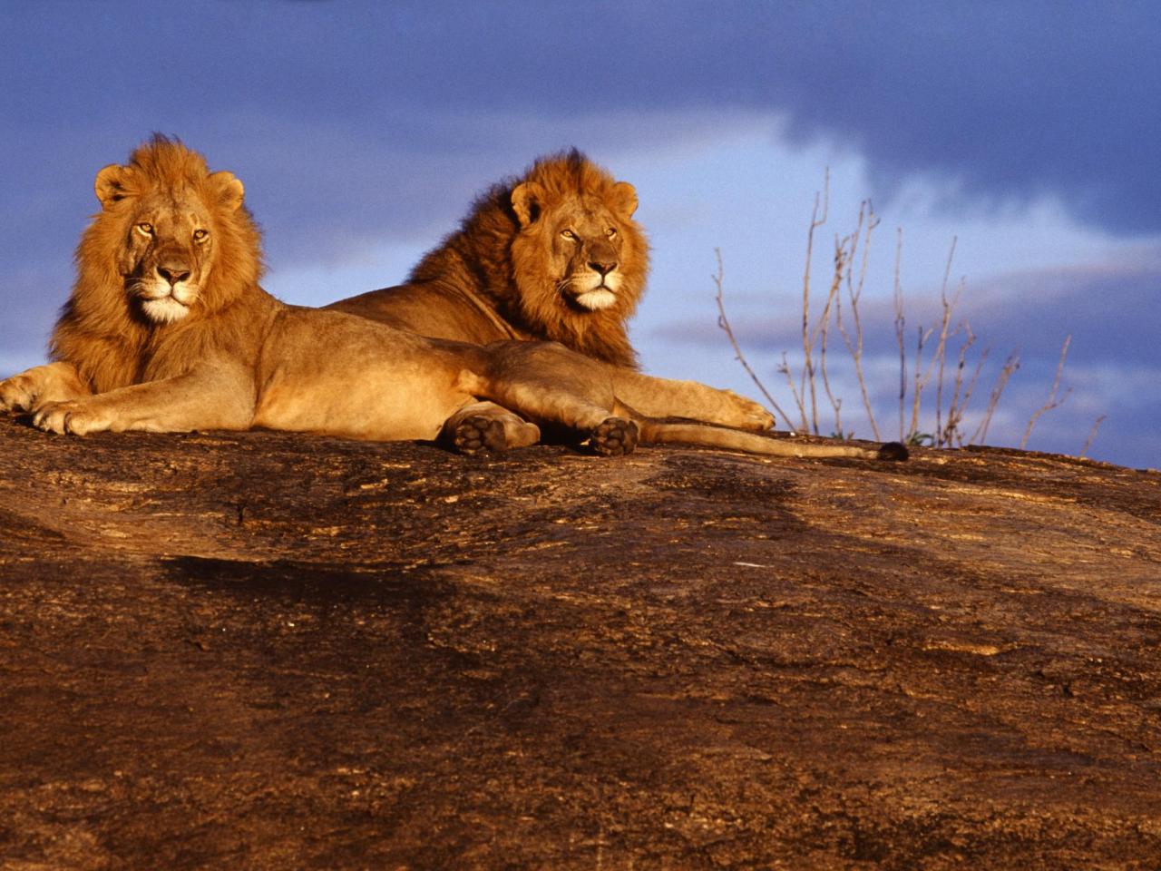 обои Львы на отдыхе фото