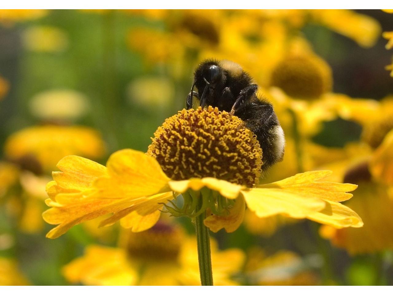 обои Flowers bumblebee фото