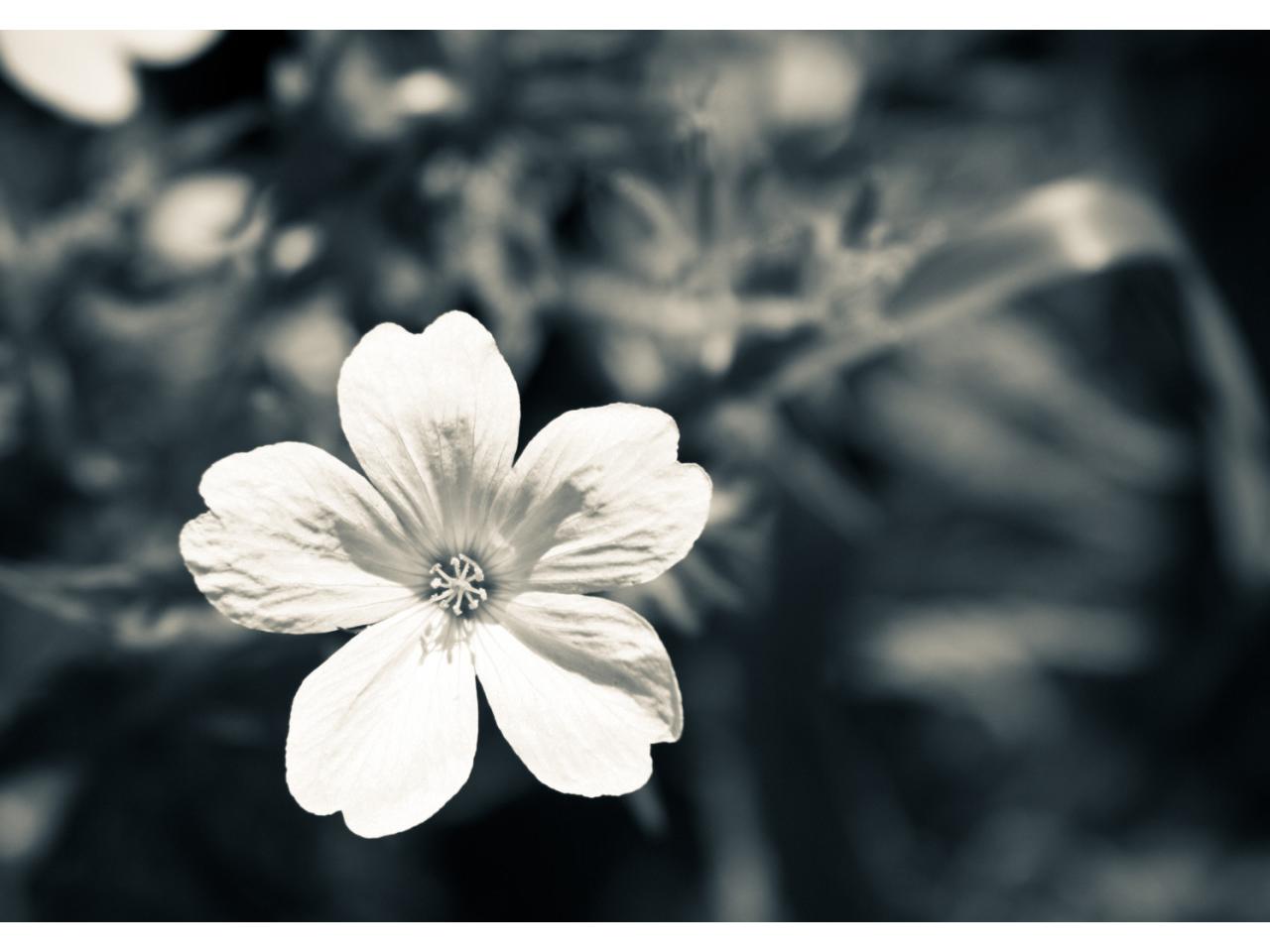 обои Flowers White flower фото