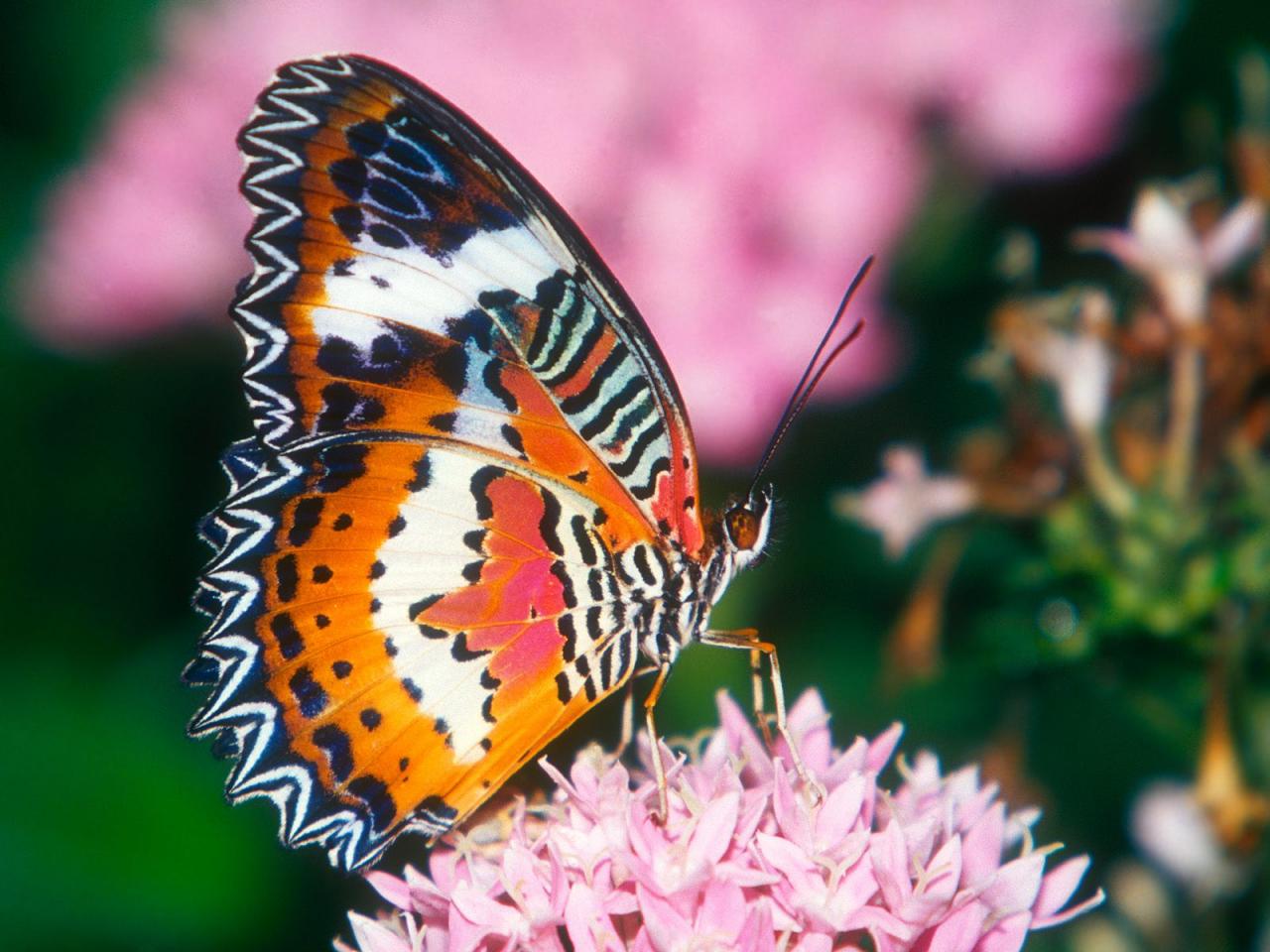 обои Бабочка из Австралии на цветке фото