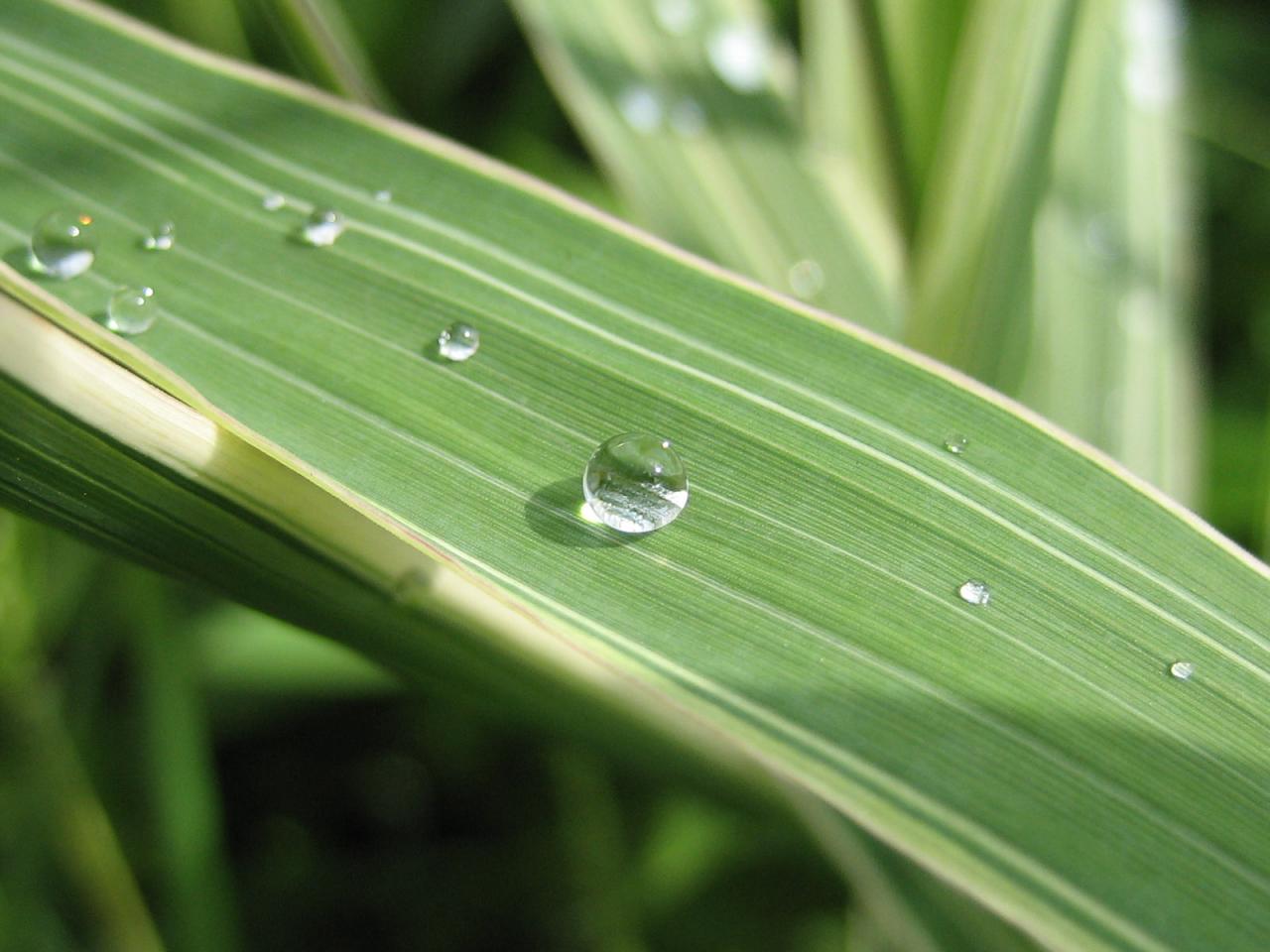 обои Капли воды на листе фото