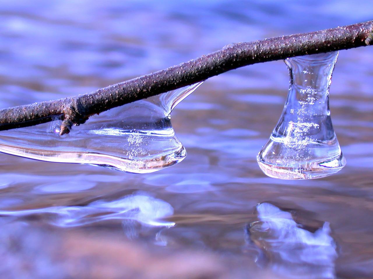 обои Ветка в воде фото