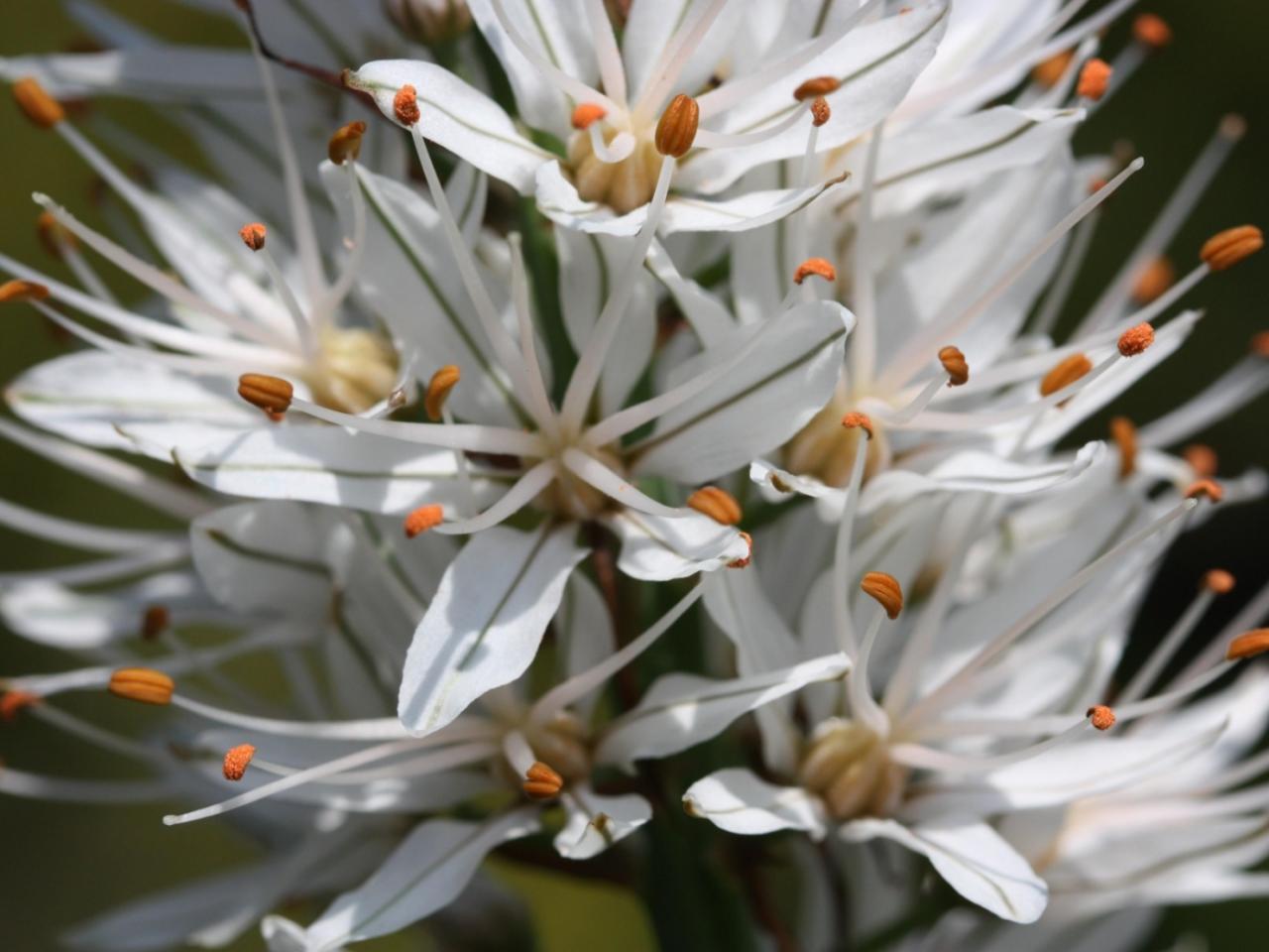 обои Asphodelus albus Affodil фото