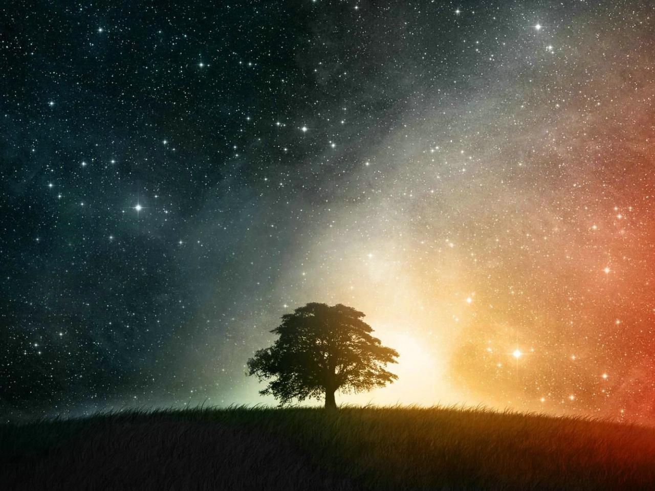 обои Ночное усыпанное звездное небо,а под небом дерево фото
