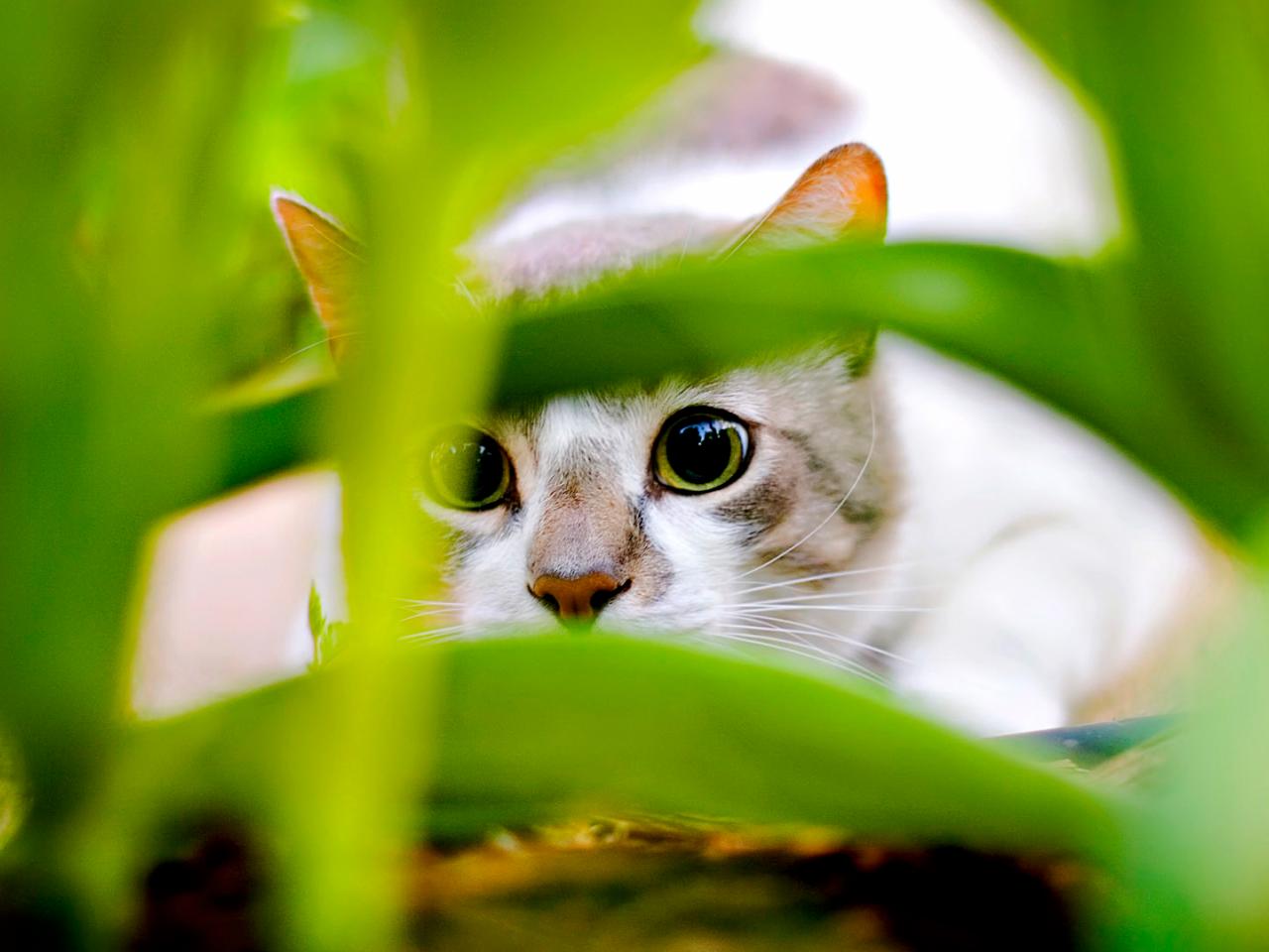 обои Кот в траве фото