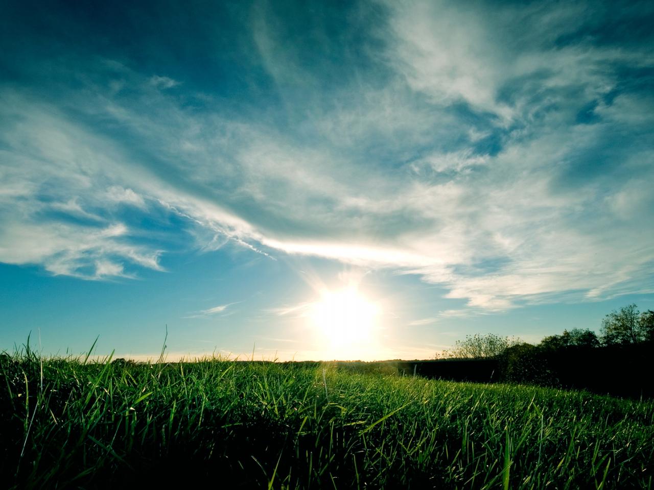 обои Зелёная трава под голубым небом фото