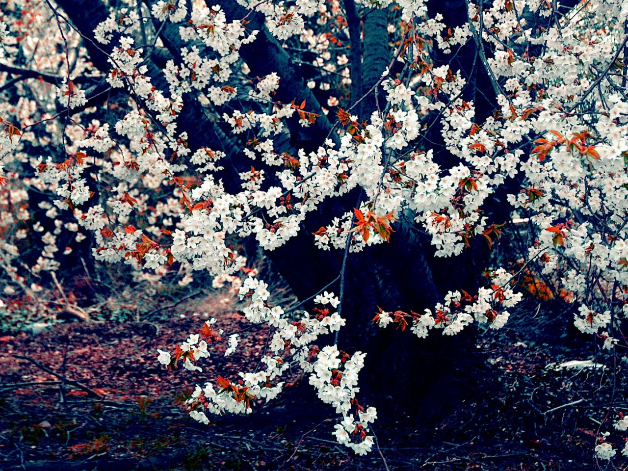 обои Весна на дереве фото