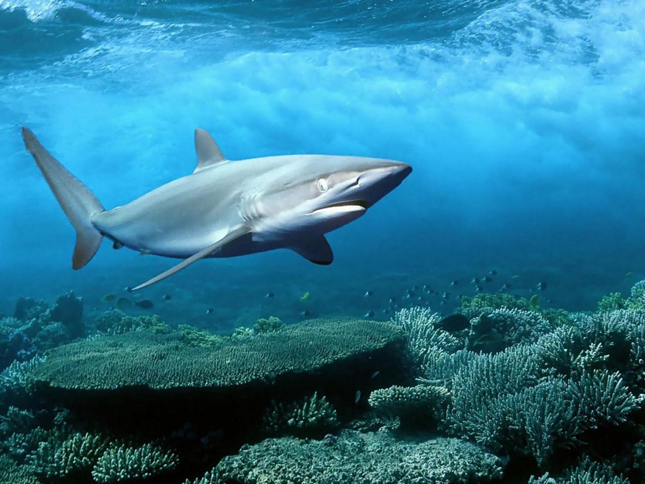 обои Акула на дне океана фото