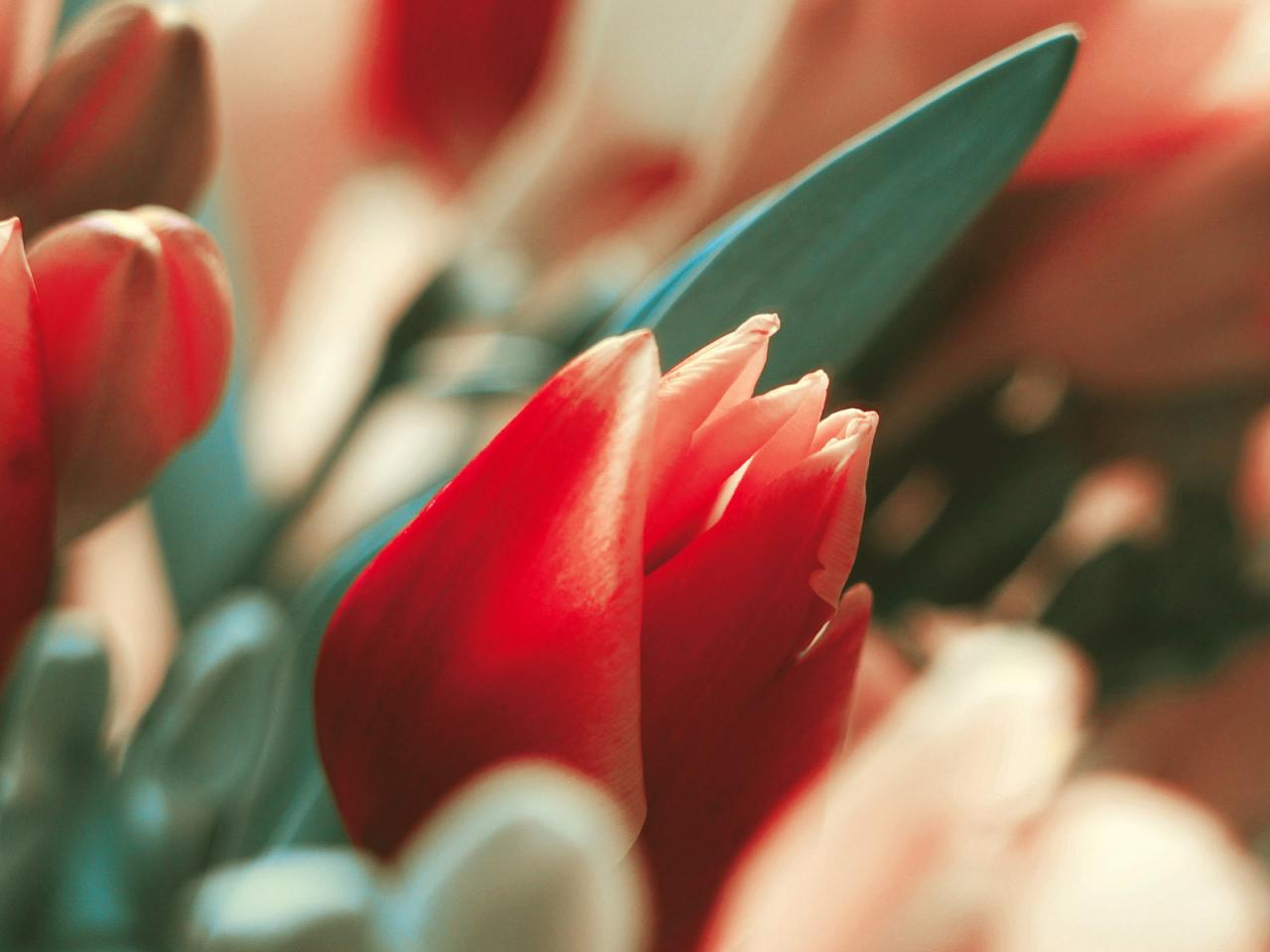 обои Красные тюльпаны фото