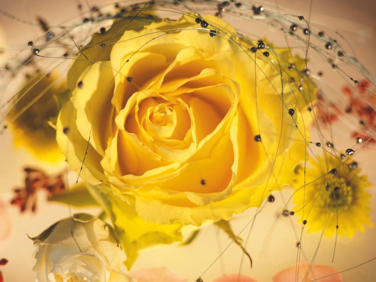 обои Желтая роза фото