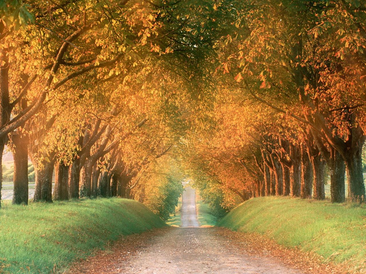 обои Осенняя дорога,   Область коньяка,   Франция фото