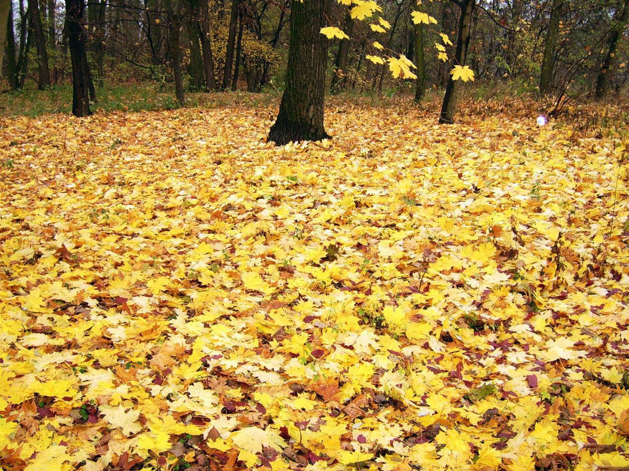 обои Желтые листья на земле в лесу фото