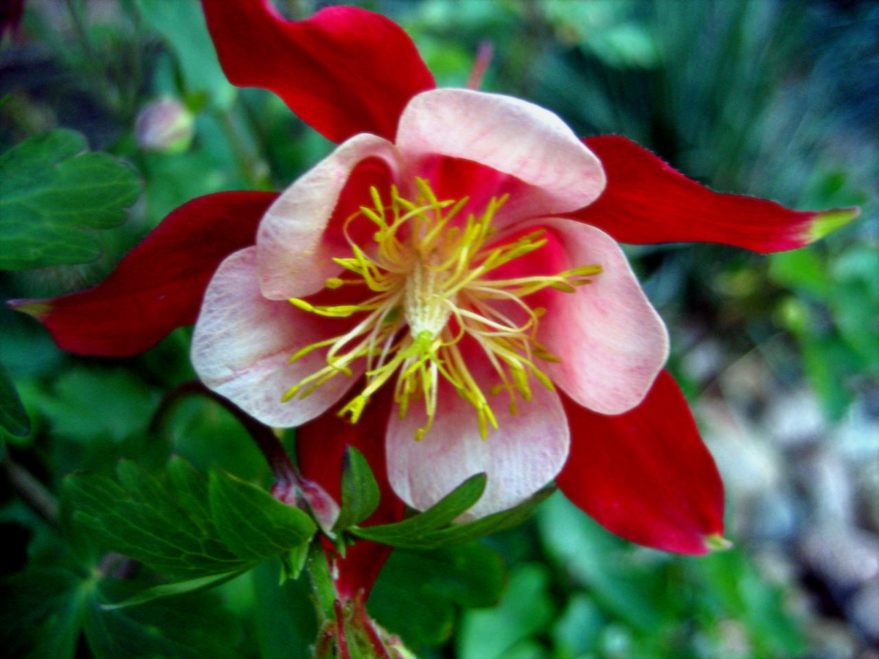 обои Цветы Columbine фото