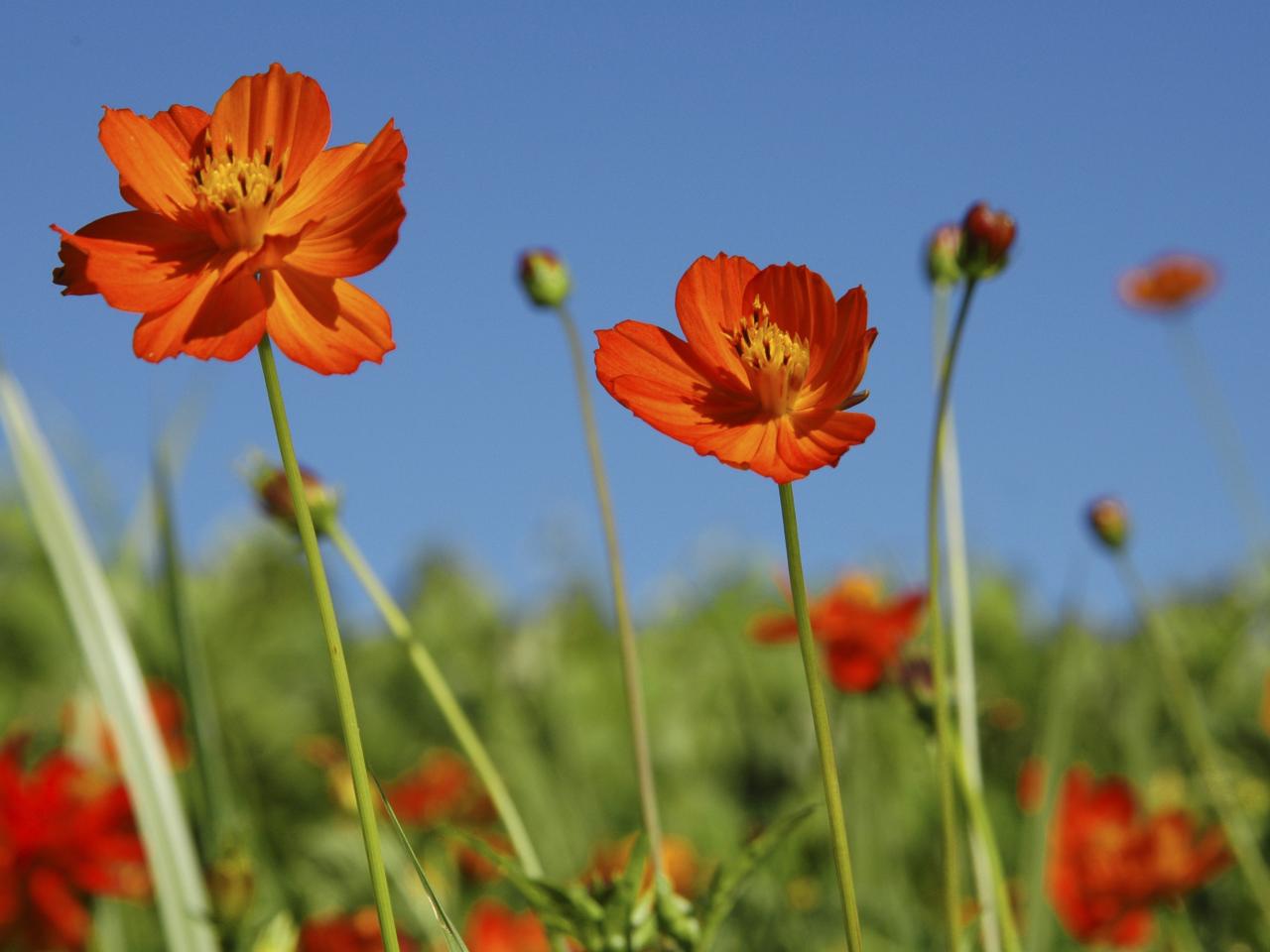 обои Cosmos Flowers фото