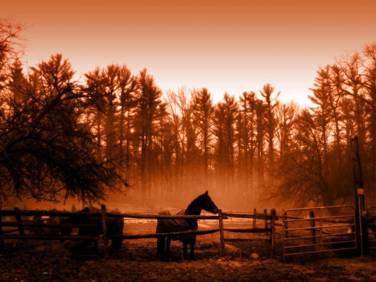 обои Лошадь в стойле фото
