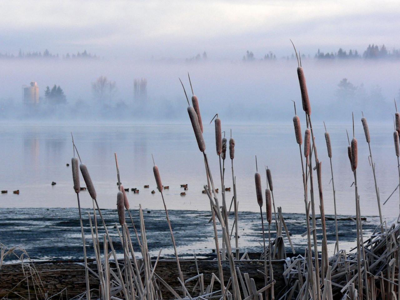 обои Озеро в тумане (wide scr) фото