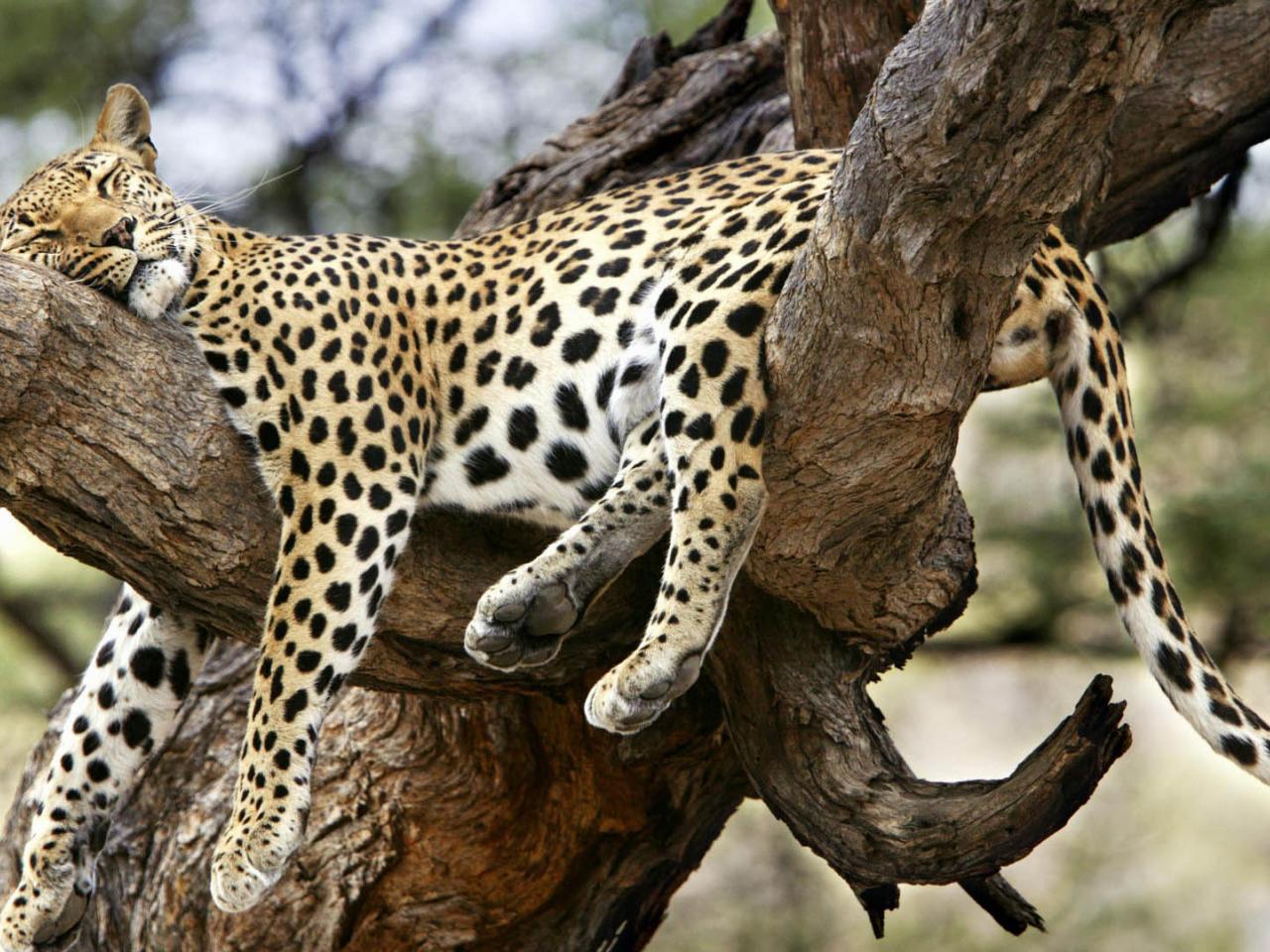 обои Леопард на отдыхе (Wide scr) фото
