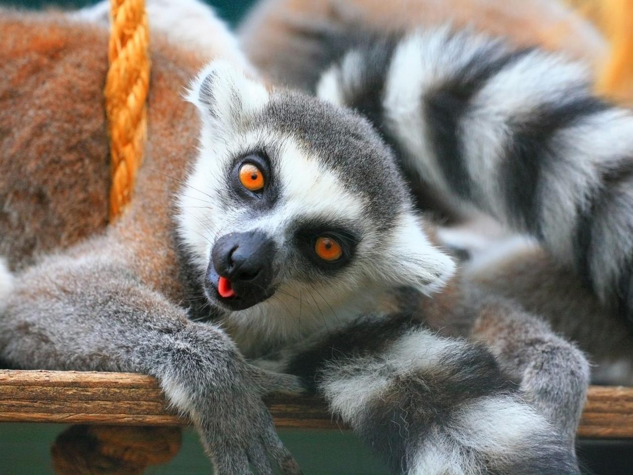 обои Ring-Tailed Lemurs,   Tropical Wings World of Wildlife,   South Woodham Ferrers,   Essex,   England фото