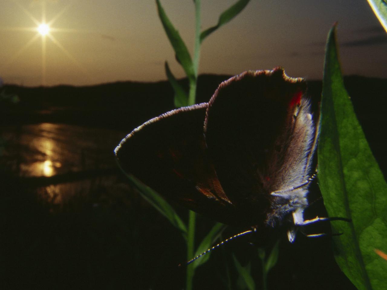 обои Бабочка ночью на листке фото