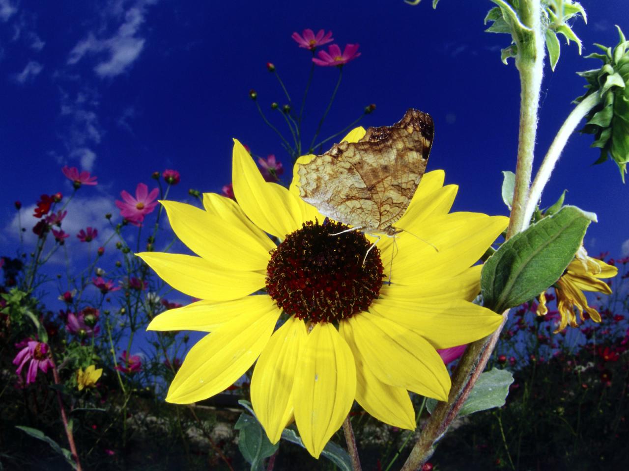 обои Бабочка на цветочке фото