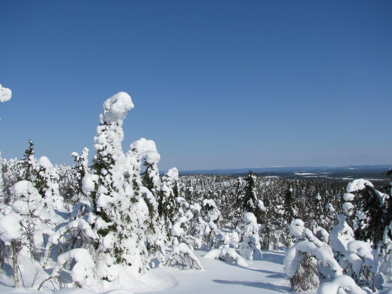 обои Зима и лес фото