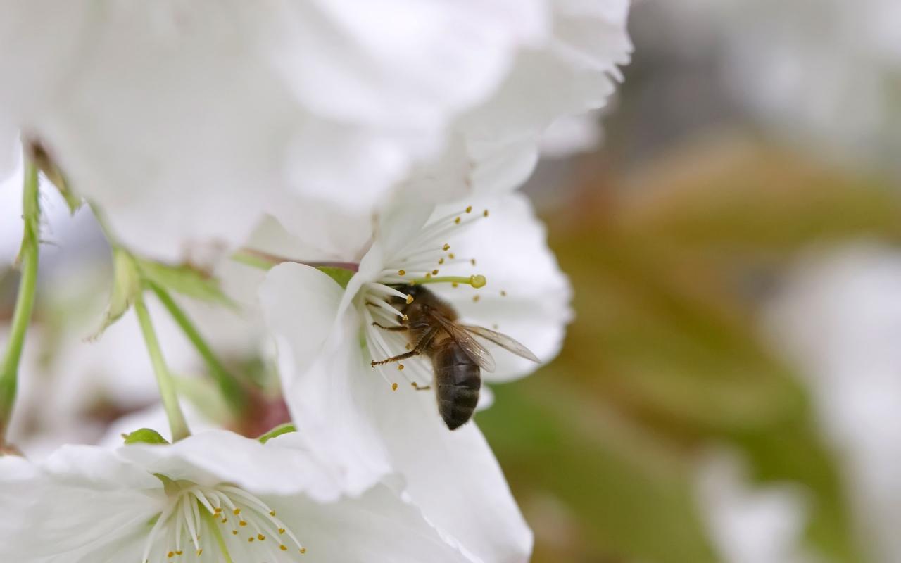 обои Пчела на белом цветке фото