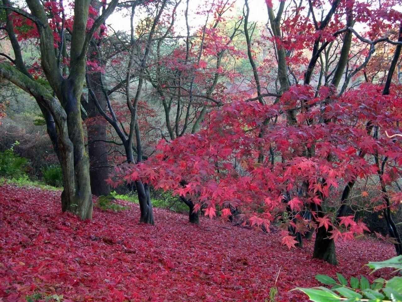 обои Осенний лес фото