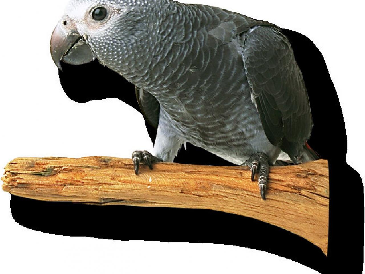 обои Серый попугай фото