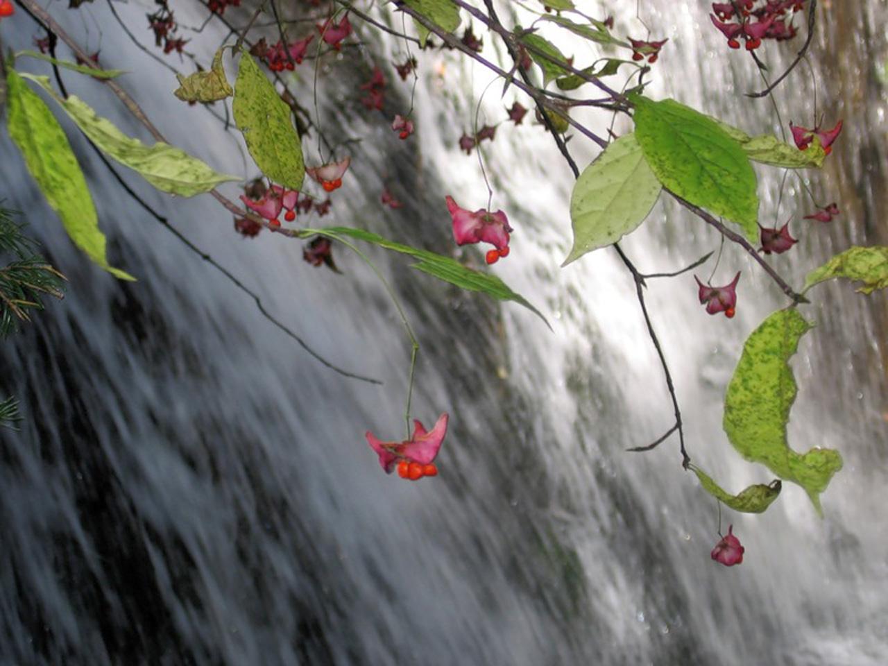 обои Цветочки и водопад фото