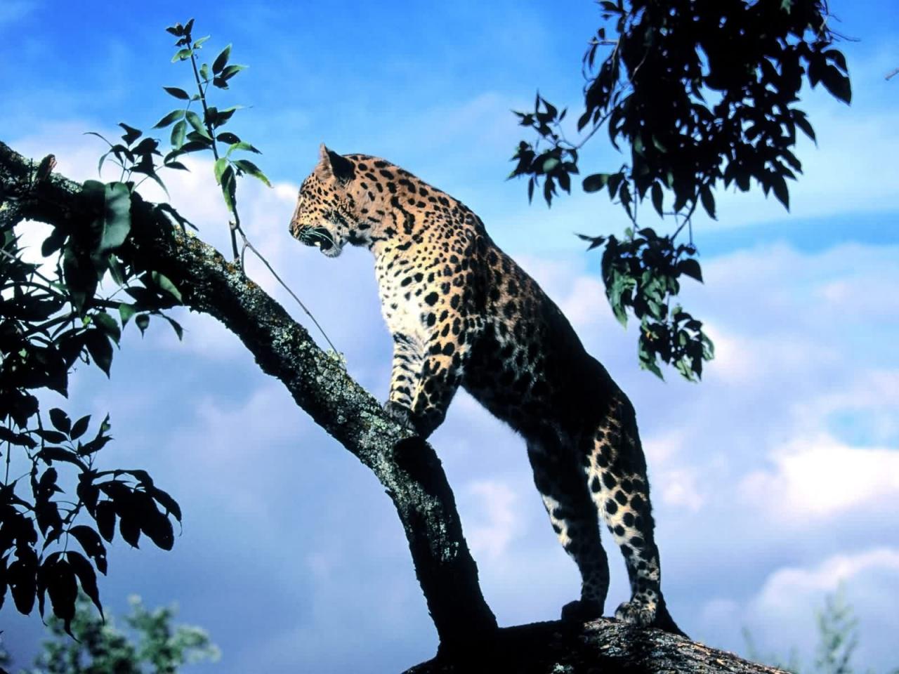 обои Гепард стоит на дереве фото