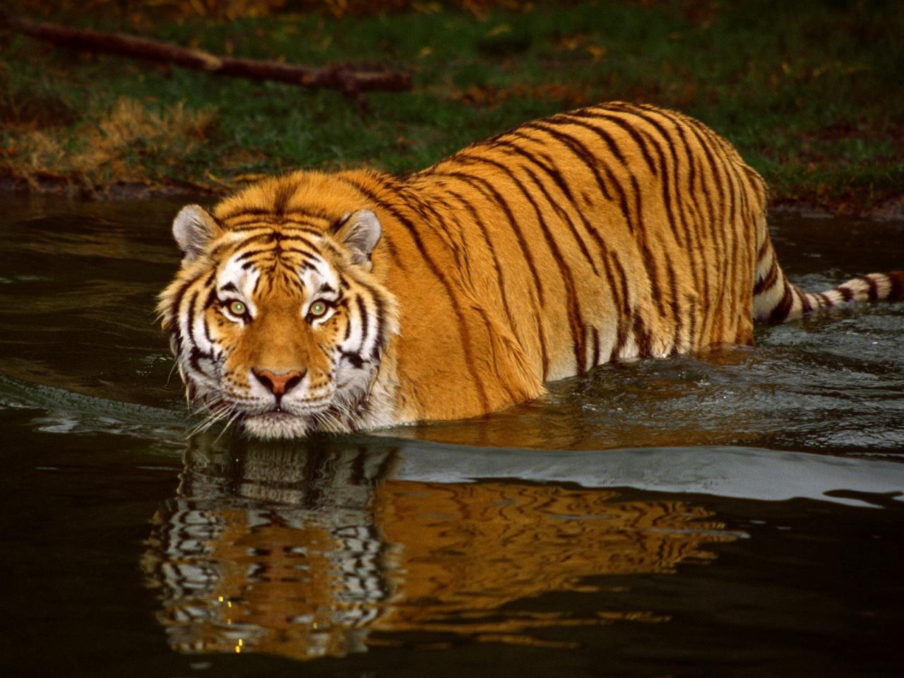 обои Рыжий тигр плавает фото