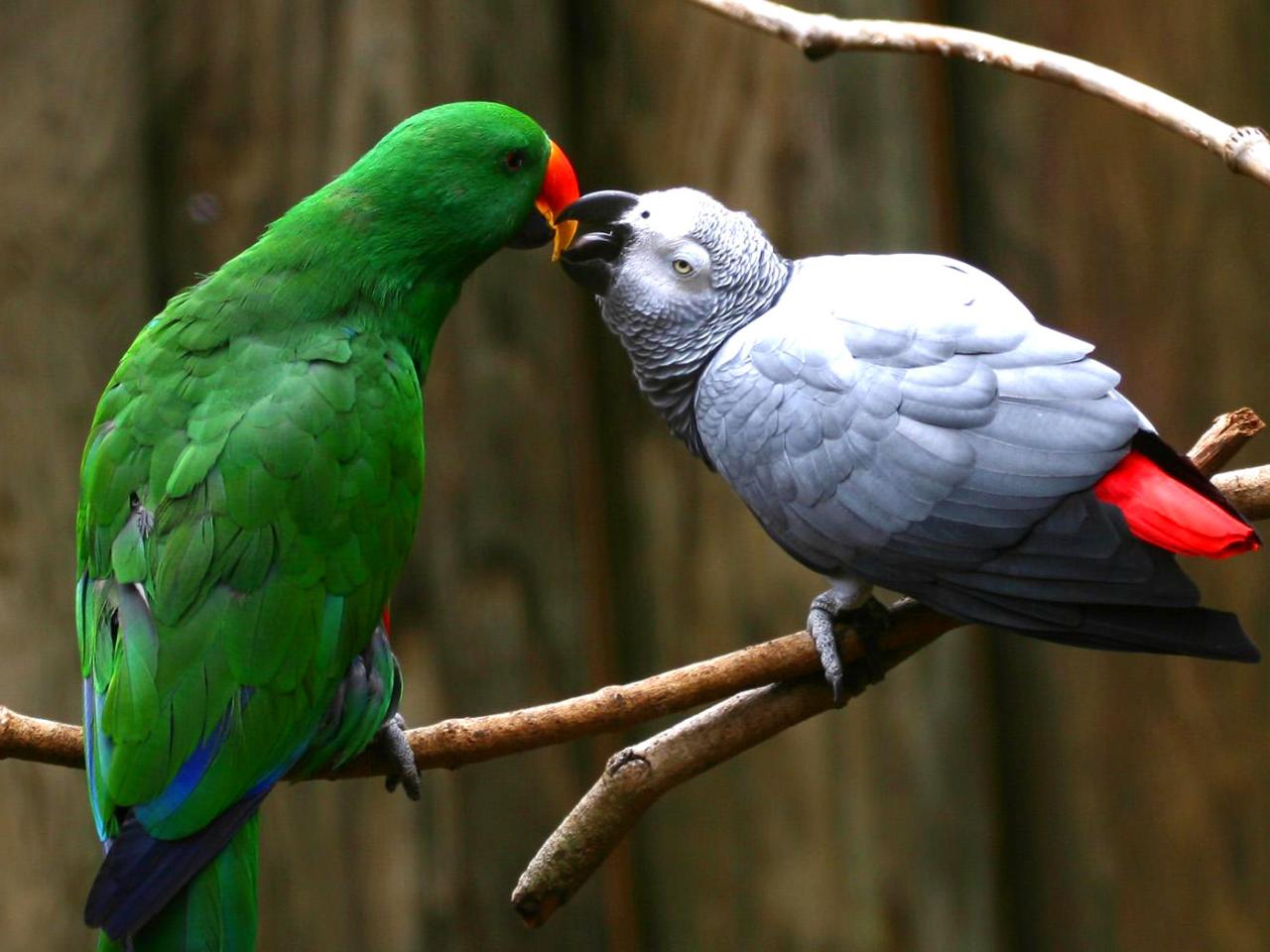 обои Попугаи целуются фото