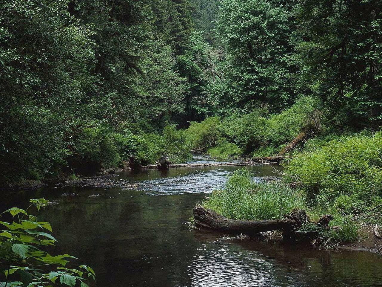 обои Река в лесу фото