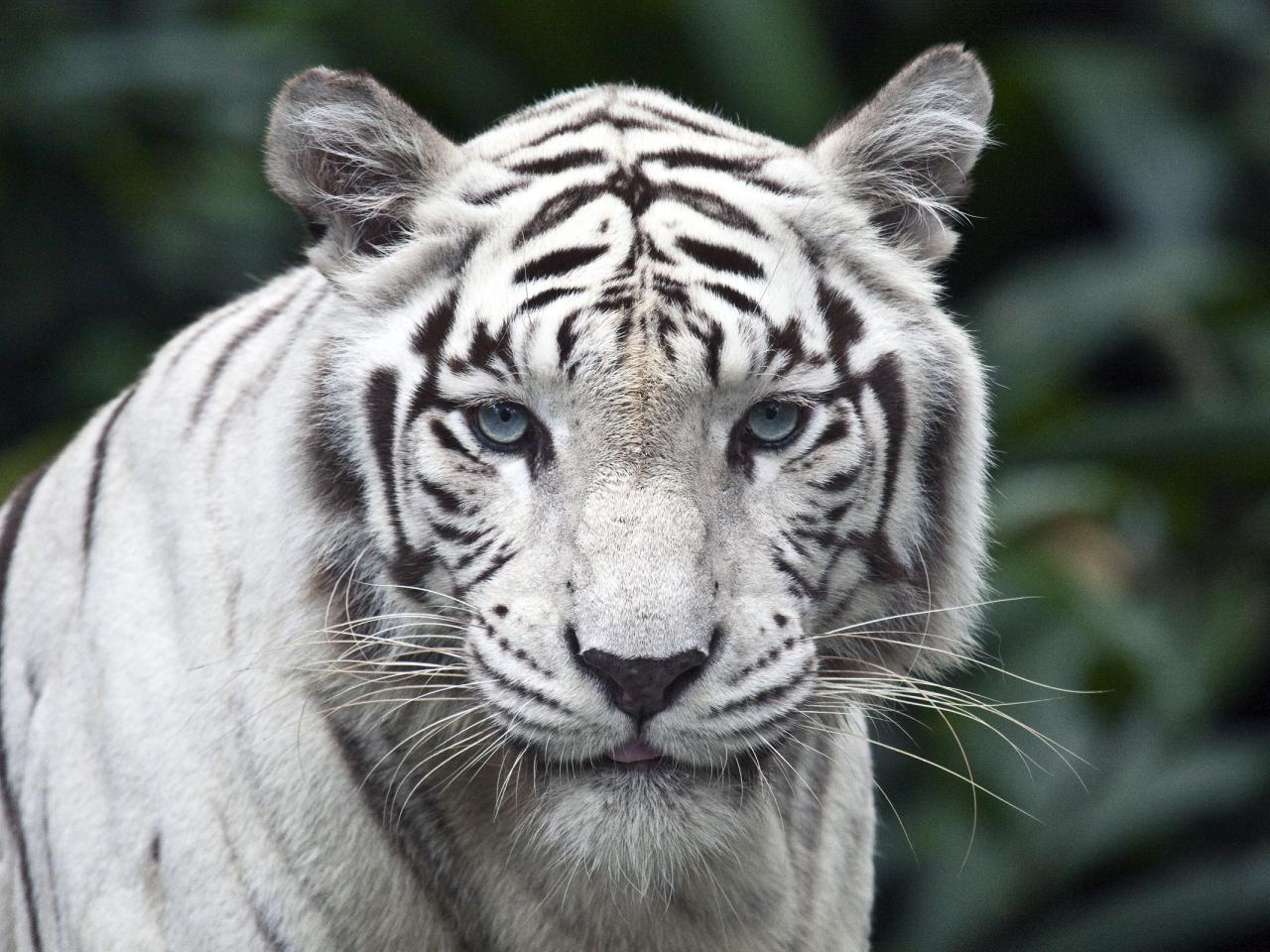 обои Белый тигр фото