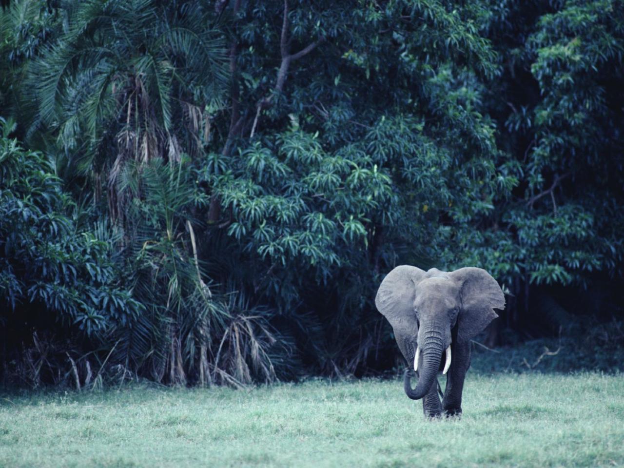 обои Слон в ждунглях фото