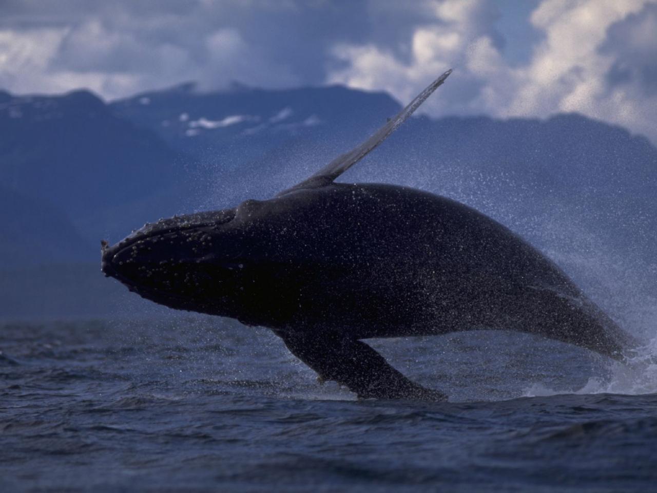обои Горбатый кит фото