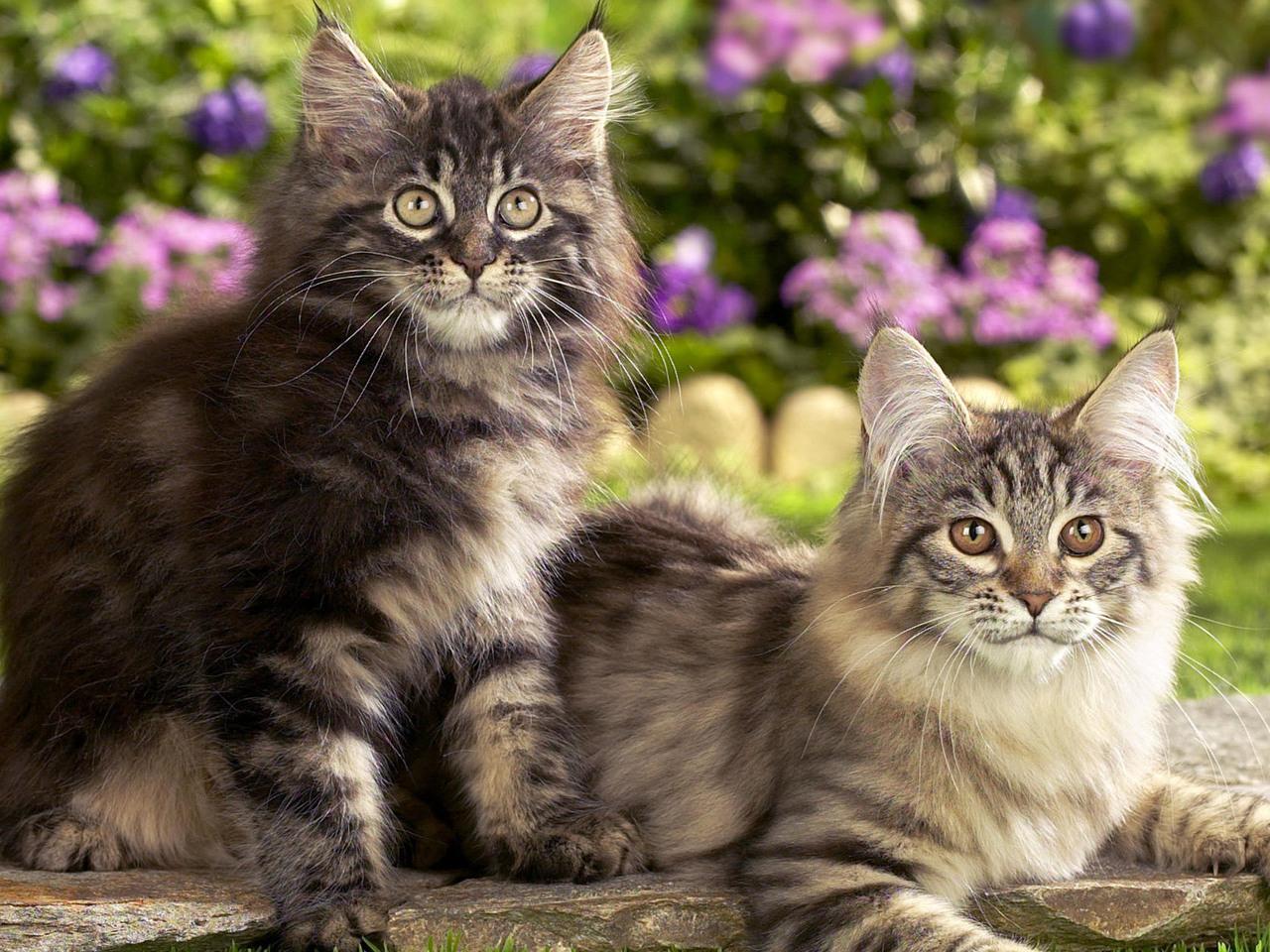 обои Кошки Мейн-куны фото