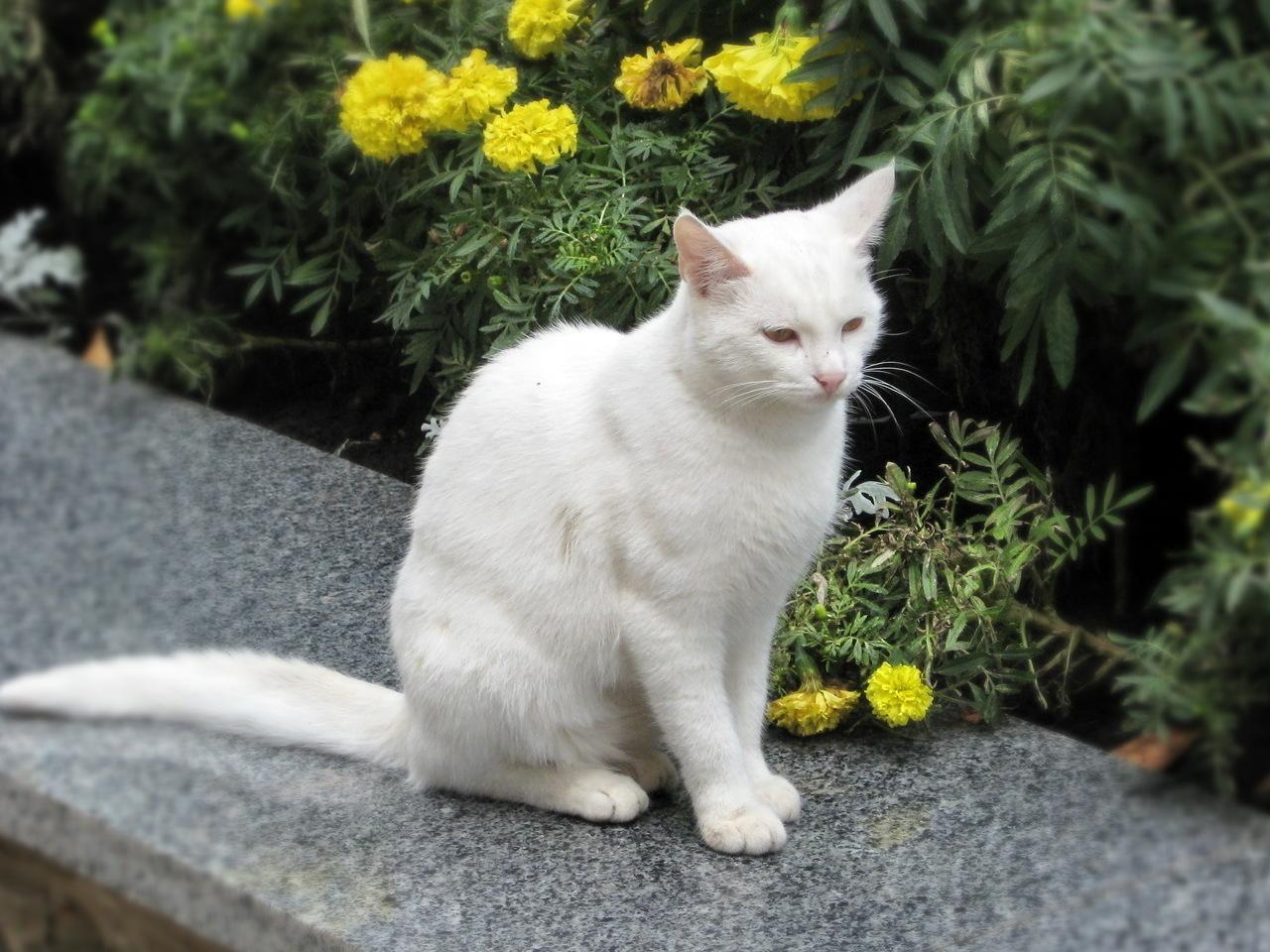 обои Белый кот в саду фото