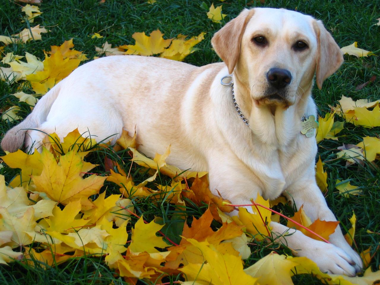 обои Собака и осенние листья фото