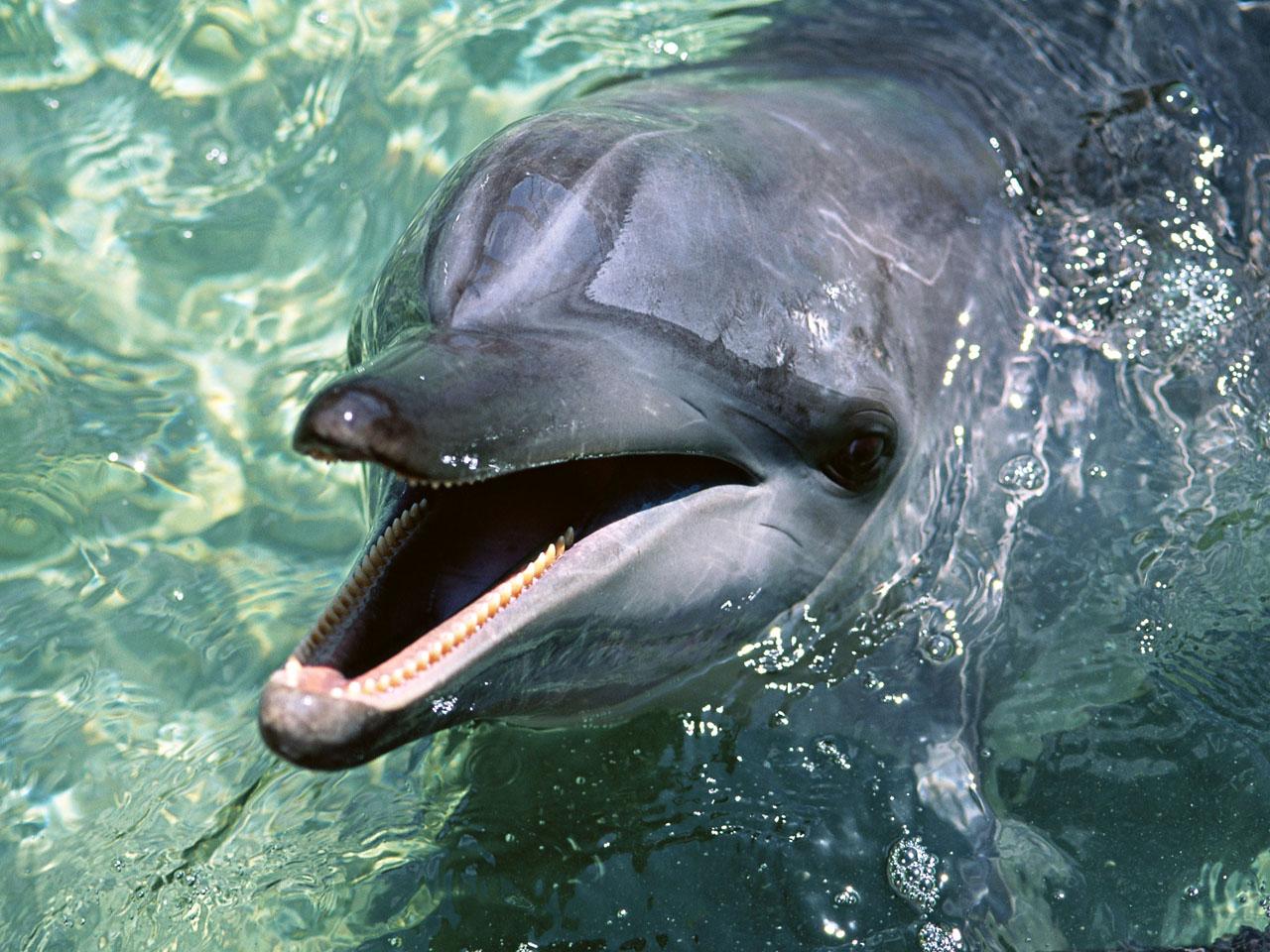 обои Дельфин открывает рот фото