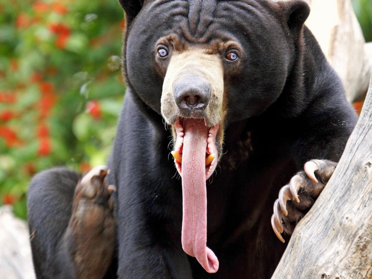 обои Bear with long tongue фото