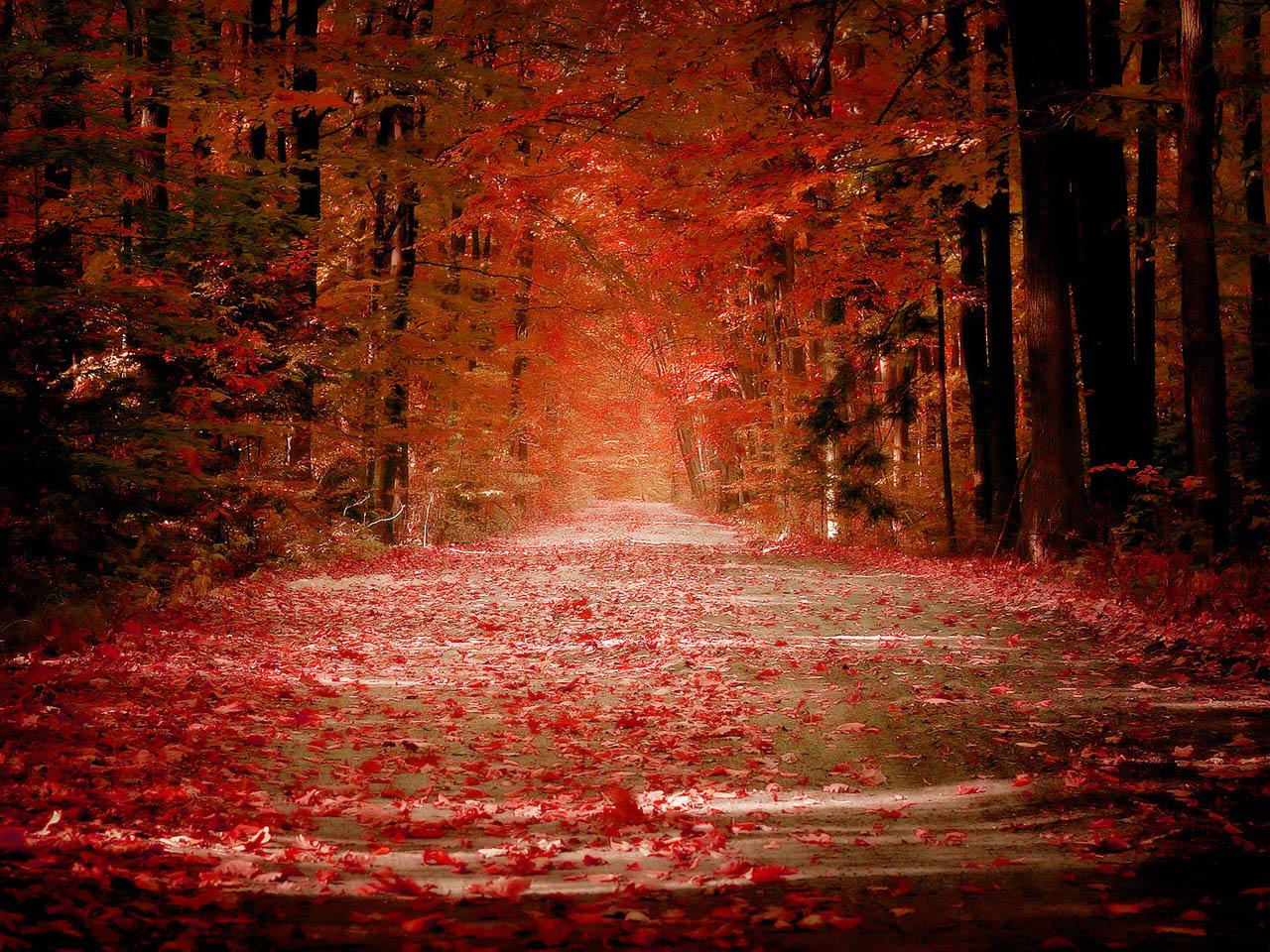 обои Красный лес фото