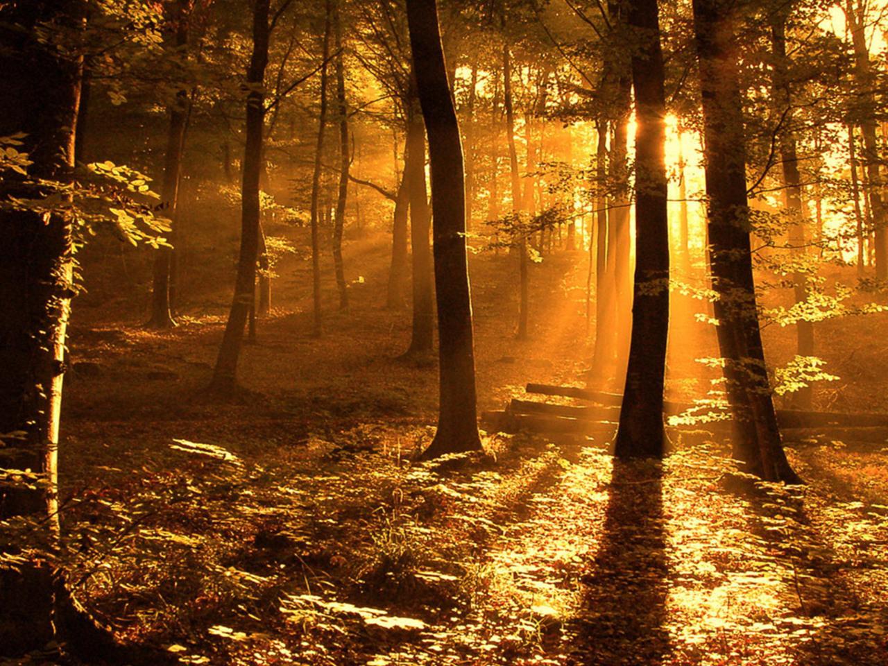 обои Солнце в лесу фото