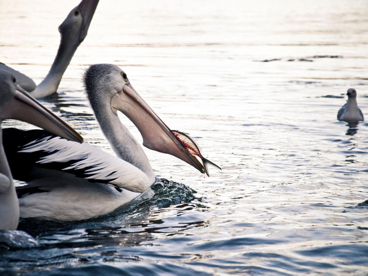 обои Пеликаны (wide scr) фото