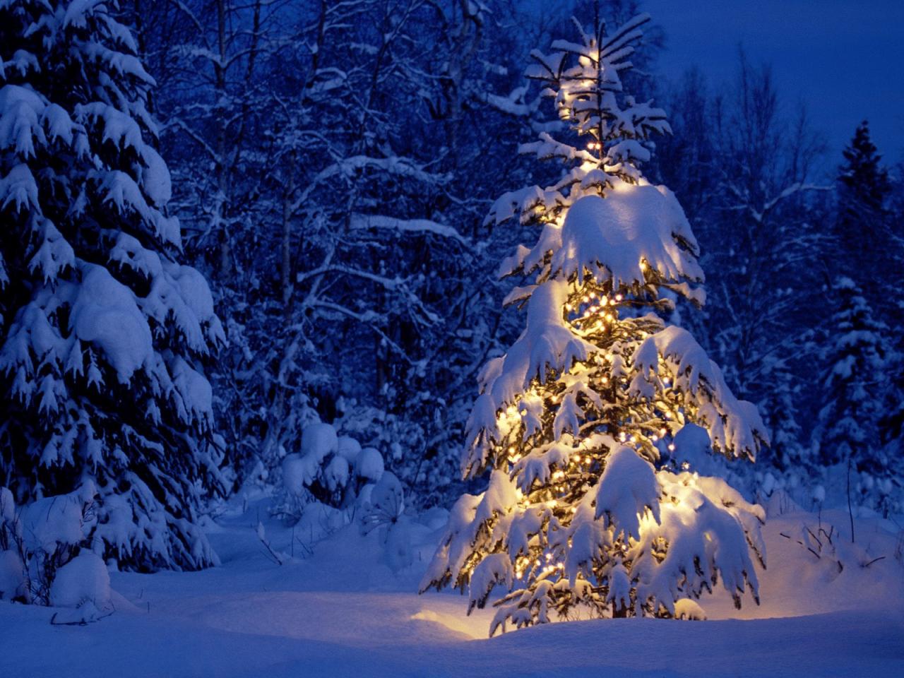 обои Зима волшебная елка фото